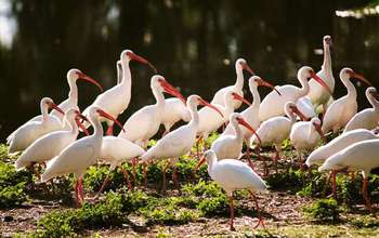 White ibises flock